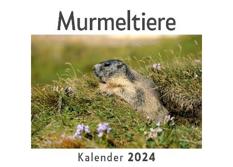 Murmeltiere (Wandkalender 2024, Kalender DIN A4 quer, Monatskalender im Querformat mit Kalendarium, Das perfekte Geschenk)