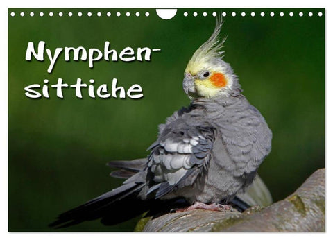 Nymphensittiche (Wandkalender 2026 DIN A4 quer), CALVENDO Monatskalender