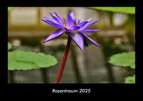 Rosentraum 2025 Fotokalender DIN A3