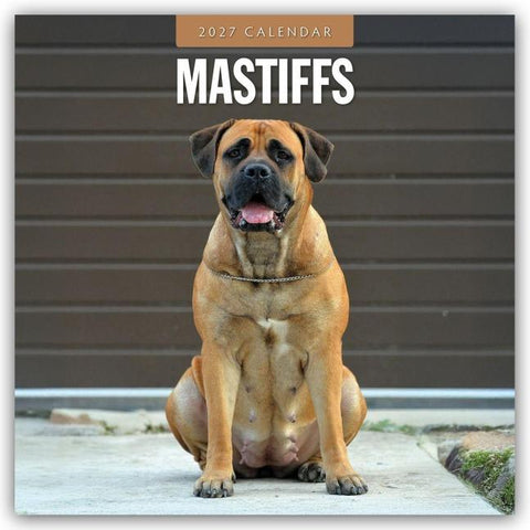Mastiffs – Mastiff 2027 – 16-Monatskalender