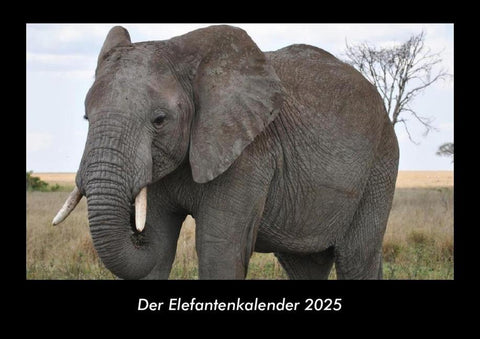 Der Elefantenkalender 2025 Fotokalender DIN A3