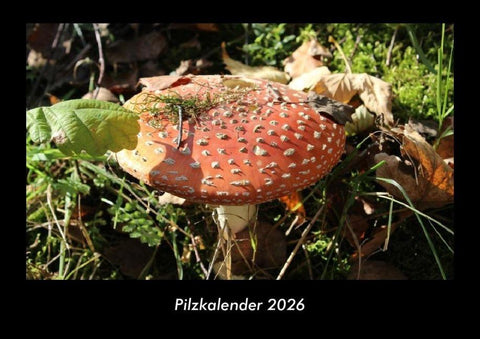 Pilzkalender 2026 Fotokalender DIN A3