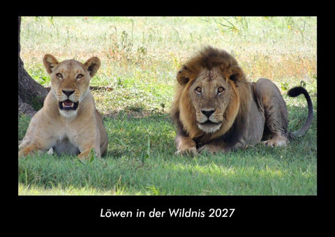 Löwen in der Wildnis 2027 Fotokalender DIN A3