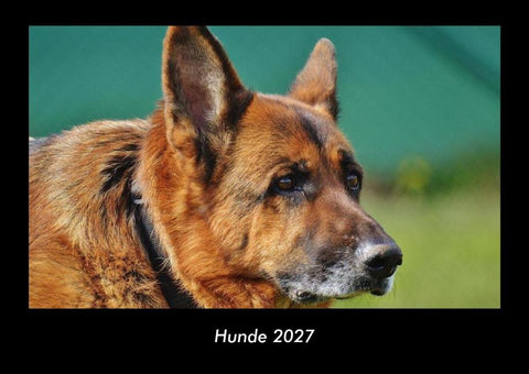 Hunde 2027 Fotokalender DIN A3