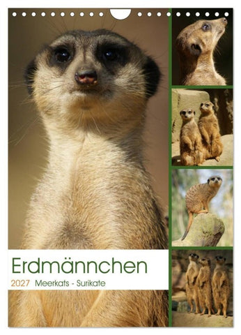 Erdmännchen-Meerkats-Surikate (Wandkalender 2027 DIN A4 hoch), CALVENDO Monatskalender