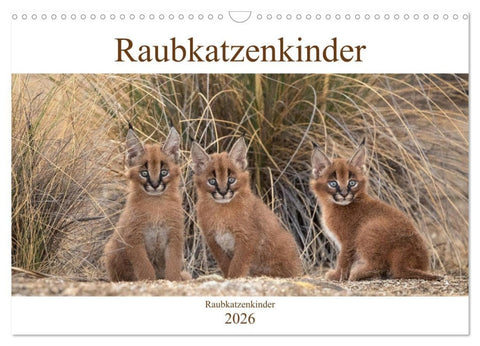 Raubkatzenkinder (Wandkalender 2026 DIN A3 quer), CALVENDO Monatskalender