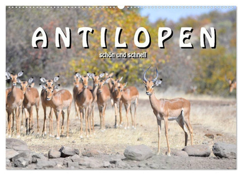 Antilopen, schön und schnell (Wandkalender 2027 DIN A2 quer), CALVENDO Monatskalender