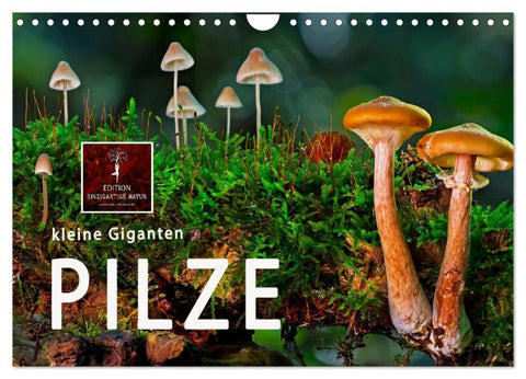 Pilze - kleine Giganten (Wandkalender 2026 DIN A4 quer), CALVENDO Monatskalender