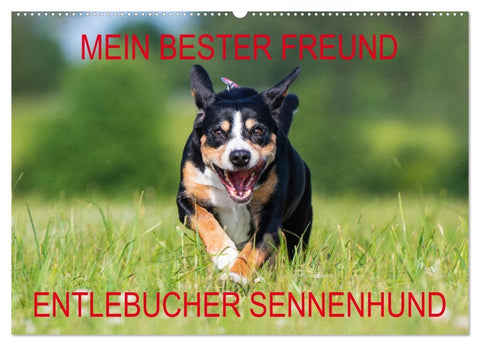 Mein bester Freund - Entlebucher Sennenhund (Wandkalender 2026 DIN A2 quer), CALVENDO Monatskalender