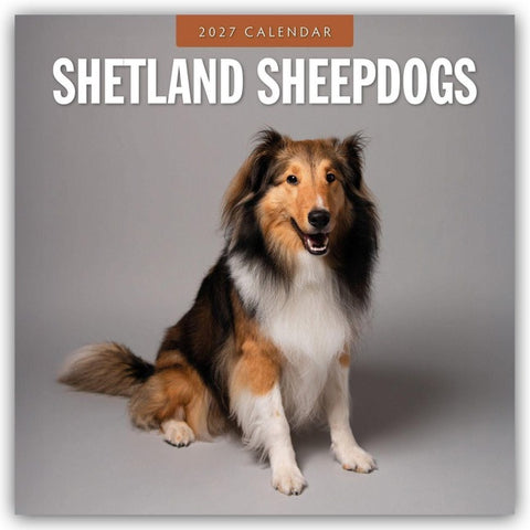 Shetland Sheepdogs – Sheltie 2027 – 16-Monatskalender