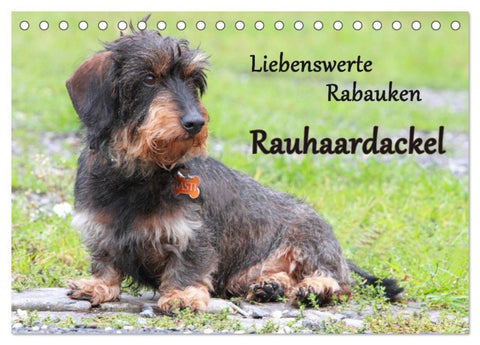 Liebenswerte Rabauken Rauhaardackel / CH-Version (Tischkalender 2026 DIN A5 quer), CALVENDO Monatskalender