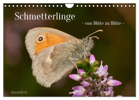 Schmetterlinge - von Blüte zu Blüte - (Wandkalender 2027 DIN A4 quer), CALVENDO Monatskalender