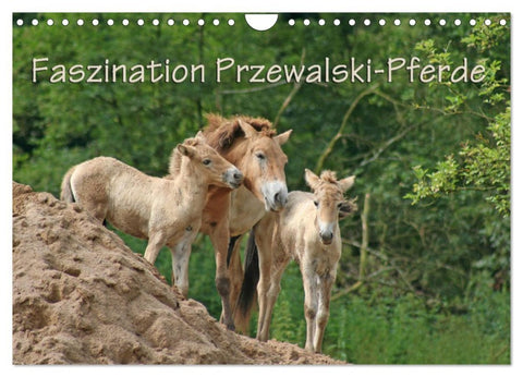 Faszination Przewalski-Pferde (Wandkalender 2026 DIN A4 quer), CALVENDO Monatskalender