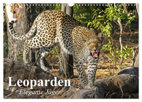 Leoparden. Elegante Jäger (Wandkalender 2026 DIN A3 quer), CALVENDO Monatskalender