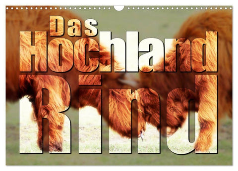 Das Hochlandrind (Wandkalender 2027 DIN A3 quer), CALVENDO Monatskalender