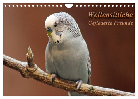 Wellensittiche - Gefiederte Freunde (Wandkalender 2026 DIN A4 quer), CALVENDO Monatskalender