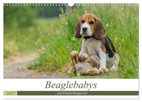 Beaglebabys auf Entdeckungstour (Wandkalender 2027 DIN A3 quer), CALVENDO Monatskalender