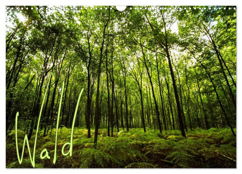 Wald (Wandkalender 2026 DIN A3 quer), CALVENDO Monatskalender