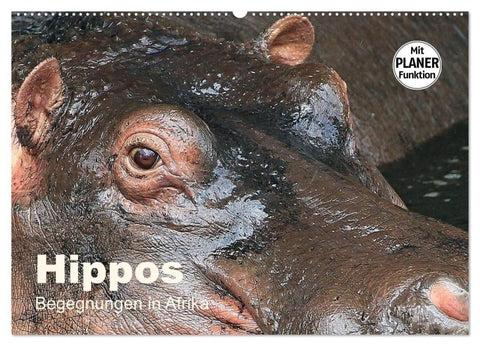 Hippos - Begegnungen in Afrika (Wandkalender 2027 DIN A2 quer), CALVENDO Monatskalender