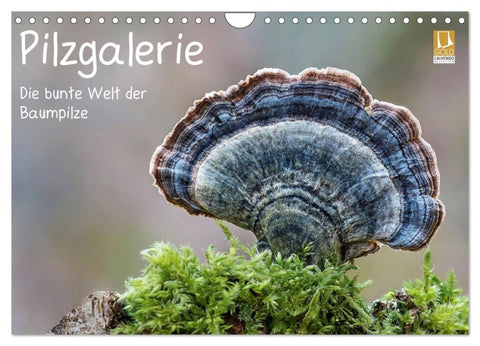 Pilzgalerie - Die bunte Welt der Baumpilze (Wandkalender 2027 DIN A4 quer), CALVENDO Monatskalender