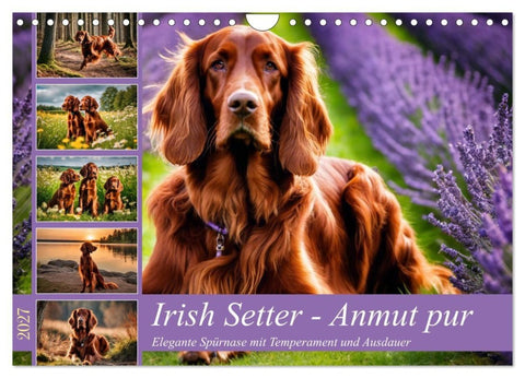 Irish Setter - Anmut pur (Wandkalender 2027 DIN A4 quer), CALVENDO Monatskalender