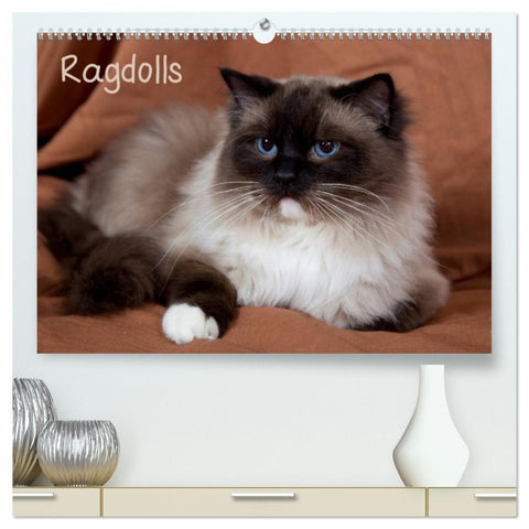Ragdolls (hochwertiger Premium Wandkalender 2026 DIN A2 quer), Kunstdruck in Hochglanz