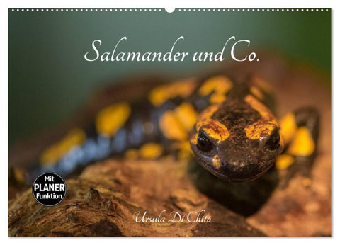 Salamander und Co. (Wandkalender 2026 DIN A2 quer), CALVENDO Monatskalender