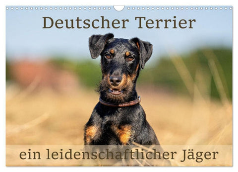 Deutscher Terrier - ein leidenschaftlicher Jäger (Wandkalender 2027 DIN A3 quer), CALVENDO Monatskalender