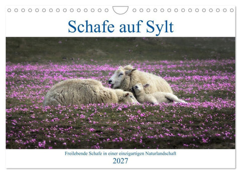 Schafe auf Sylt (Wandkalender 2027 DIN A4 quer), CALVENDO Monatskalender