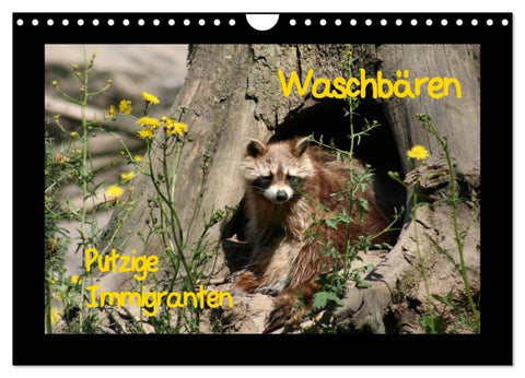 Waschbären (Wandkalender 2027 DIN A4 quer), CALVENDO Monatskalender