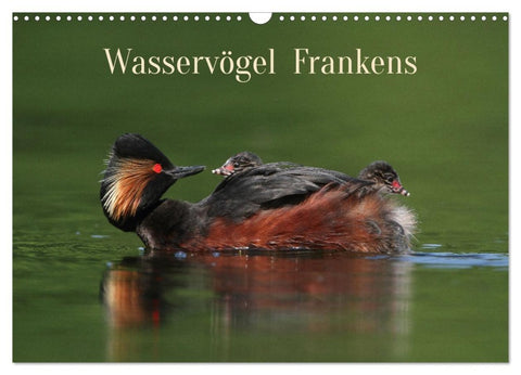 Wasservögel Frankens (Wandkalender 2026 DIN A3 quer), CALVENDO Monatskalender