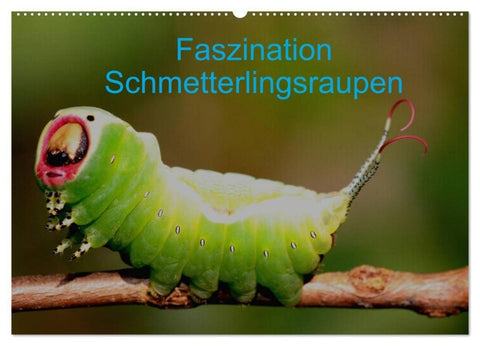 Faszination Schmetterlingsraupen (Wandkalender 2027 DIN A2 quer), CALVENDO Monatskalender