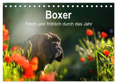 Boxer Frech und fröhlich durch das Jahr (Tischkalender 2027 DIN A5 quer), CALVENDO Monatskalender