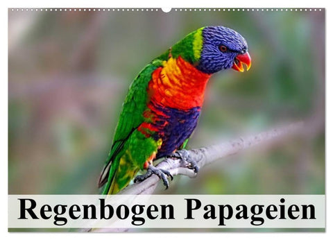 Regenbogen Papageien (Wandkalender 2026 DIN A2 quer), CALVENDO Monatskalender