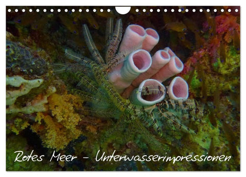 Rotes Meer - Unterwasserimpressionen (Wandkalender 2027 DIN A4 quer), CALVENDO Monatskalender