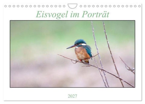 Eisvogel im Porträt (Wandkalender 2027 DIN A4 quer), CALVENDO Monatskalender