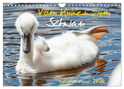 Vom Küken zum Schwan (Wandkalender 2026 DIN A4 quer), CALVENDO Monatskalender