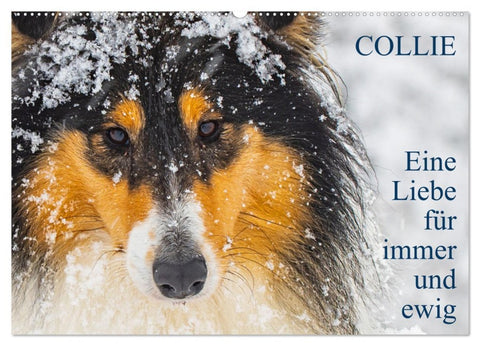 Collies - Eine Liebe für immer und ewig (Wandkalender 2026 DIN A2 quer), CALVENDO Monatskalender