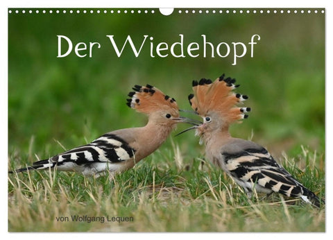 Der Wiedehopf (Wandkalender 2027 DIN A3 quer), CALVENDO Monatskalender