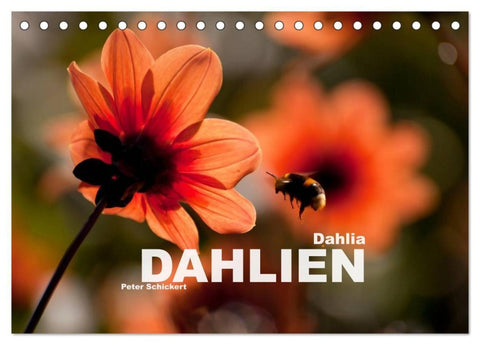 Dahlia - Dahlien (Tischkalender 2027 DIN A5 quer), CALVENDO Monatskalender