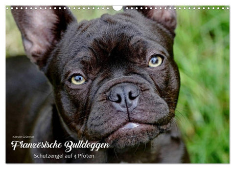 Französische Bulldoggen - Schutzengel auf 4 Pfoten (Wandkalender 2027 DIN A3 quer), CALVENDO Monatskalender