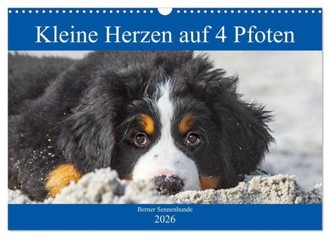 Kleine Herzen auf 4 Pfoten - Berner Sennenhunde (Wandkalender 2026 DIN A3 quer), CALVENDO Monatskalender