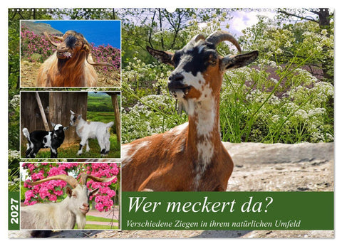 Wer meckert da? (Wandkalender 2027 DIN A2 quer), CALVENDO Monatskalender
