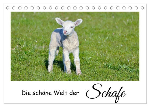 Die schöne Welt der Schafe (Tischkalender 2027 DIN A5 quer), CALVENDO Monatskalender