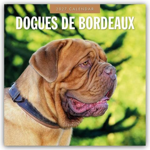 Dogues de Bordeaux – Bordeauxdoggen – Bordeaux Doggen 2027 – 16-Monatskalender