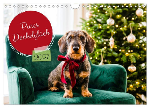 Pures Dackelglück (Wandkalender 2027 DIN A4 quer), CALVENDO Monatskalender