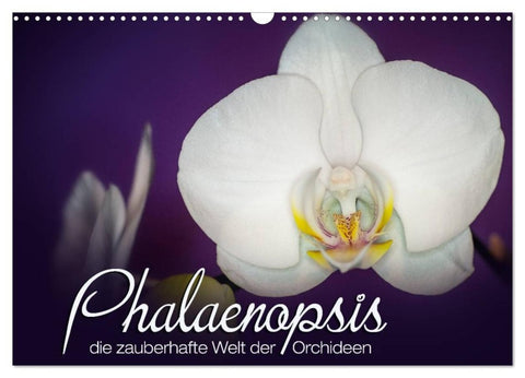 Phalaenopsis - die zauberhafte Welt der Orchideen (Wandkalender 2026 DIN A3 quer), CALVENDO Monatskalender