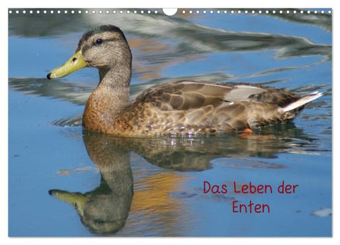 Das Leben der Enten (Wandkalender 2027 DIN A3 quer), CALVENDO Monatskalender