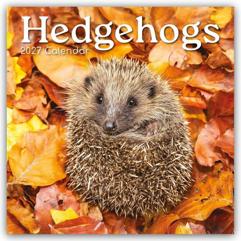 Hedgehogs – Igel 2027 – 16-Monatskalender
