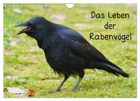 Das Leben der Rabenvögel (Wandkalender 2027 DIN A4 quer), CALVENDO Monatskalender